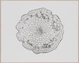[Photomicrographs of various plants]