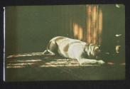 [Dog sleeping near radiator]