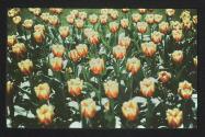 [Tulips]