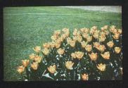 [Tulips]