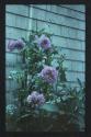 [Dahlias]