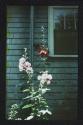 [Hollyhock in front of window]