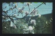 [Flowering dogwood tree branches]