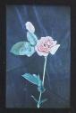 [Rose]