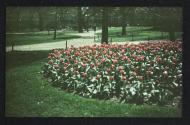 [Tulips]