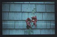 [Hollyhock]