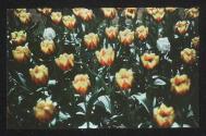 [Tulips]