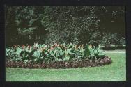 [Tulips]