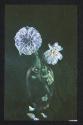 [Dahlia and peony in a vase]