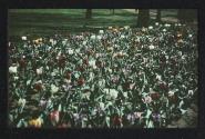 [Tulips]