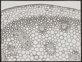 [Photomicrographs of various plants]