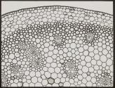 [Photomicrographs of various plants]