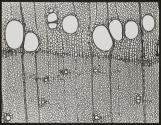 [Photomicrographs of various plants]
