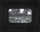 [Sheep in meadow]