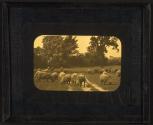 [Sheep in meadow]