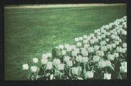 [Tulips]