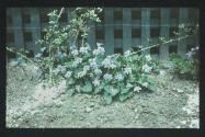 [Violets]