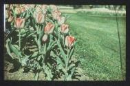[Tulips]