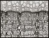 [Photomicrographs of various plants]