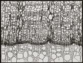 [Photomicrographs of various plants]