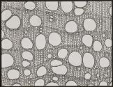 [Photomicrographs of various plants]