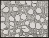 [Photomicrographs of various plants]