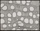 [Photomicrographs of various plants]