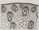 [Photomicrographs of various plants]