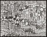 [Photomicrographs of various plants]