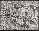 [Photomicrographs of various plants]