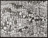 [Photomicrographs of various plants]