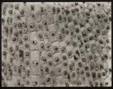 [Photomicrographs of onion root and black ash]