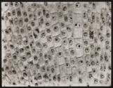 [Photomicrographs of onion root and black ash]
