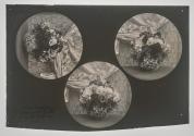 [Three images of flowers on one sheet of film]
