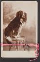 [Spaniel-type dog ( "Sailor") seated on wicker stool.]