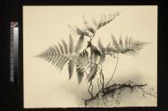 Lady Fern