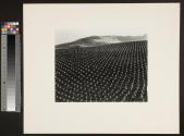Tomato Field, Big Sur