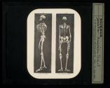 Skeleton - American Giant