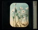 [Wild flowers]