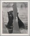 The Otter