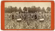 Cotton Field