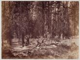 Camp in Teton Canon