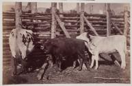 Buffalo Calves