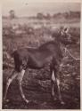 Young Moose