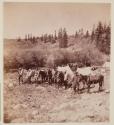 [Surveyors and Mules in Camp]