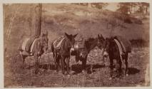 Pack and Riding Mules