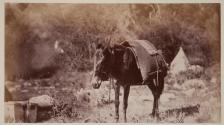 [Pack Mule]