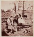 Shoeing a Mule