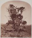 [Cottonwood Tree]