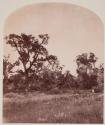 [Cottonwood Trees in Meadow?]